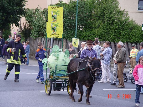 Umzugswagen mit geschmücktem Ochsen durch eine Straßenbahn