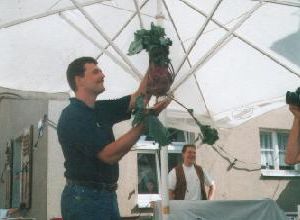 Mann präsentiert den traditionellen Radeberger Kohlrabi auf einer Messe